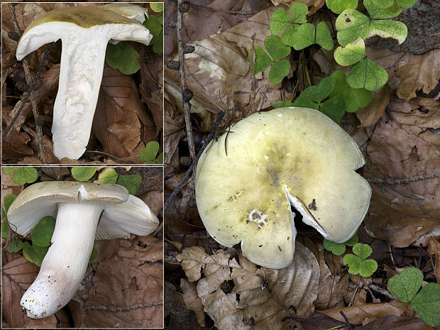 plávka fialovohlúbiková Russula violeipes Quél.