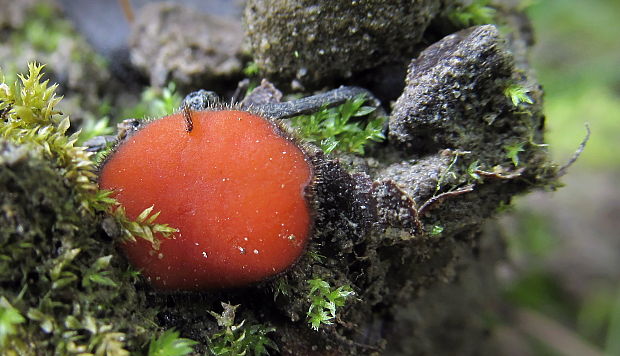 štítovnička Scutellinia sp.