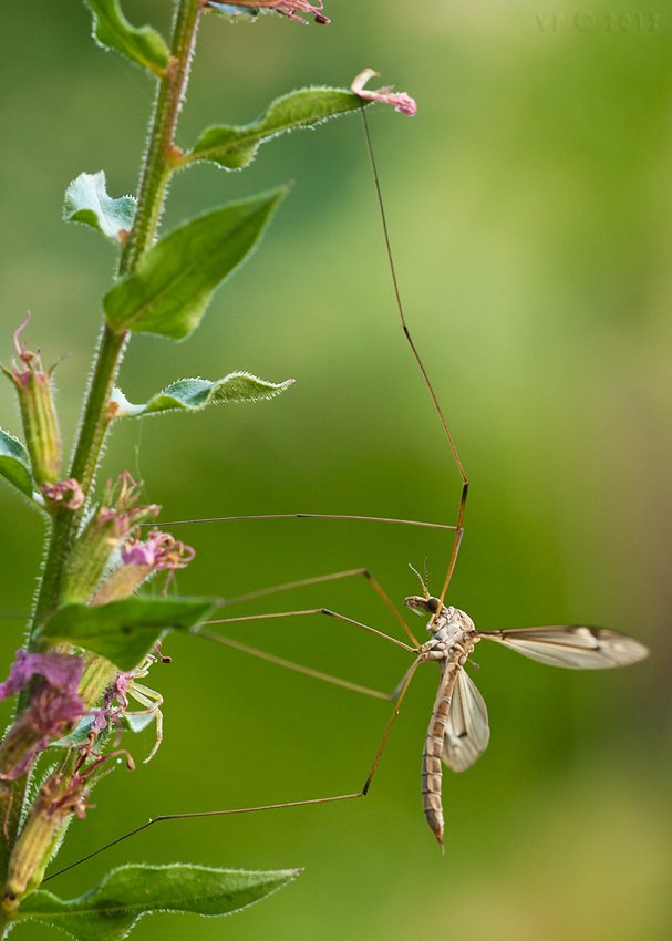 tipuľa potočná Tipula  lateralis