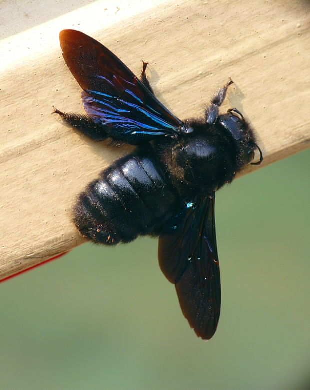 drevár fialový Xylocopa violacea