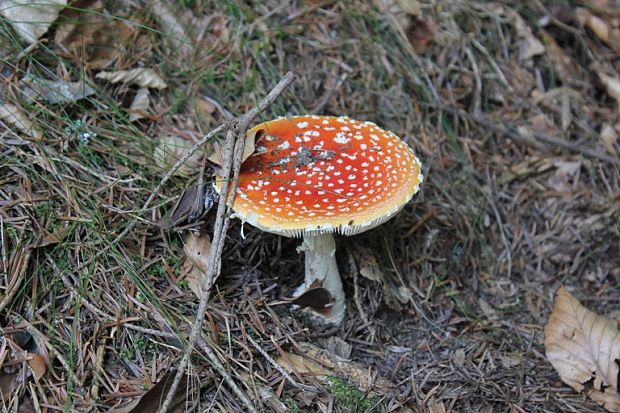 muchotrávka červená Amanita muscaria (L.) Lam.