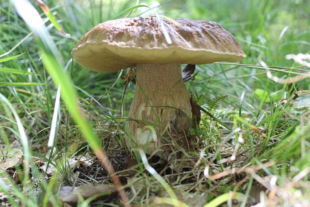 hríb dubový Boletus reticulatus Schaeff.