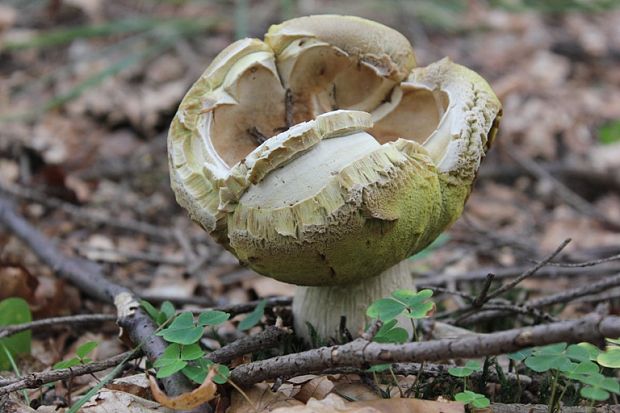 hríb dubový Boletus reticulatus Schaeff.