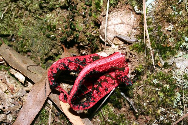 mrežovka kvetovitá Clathrus archeri (Berk.) Dring