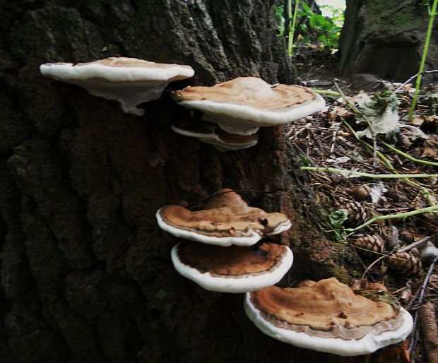 lesklokôrovka plochá  Ganoderma applanatum (Pers.) Pat.