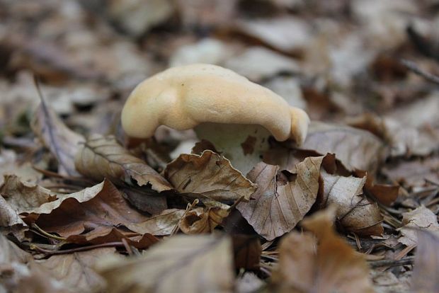 jelenka poprehýbaná Hydnum repandum L.