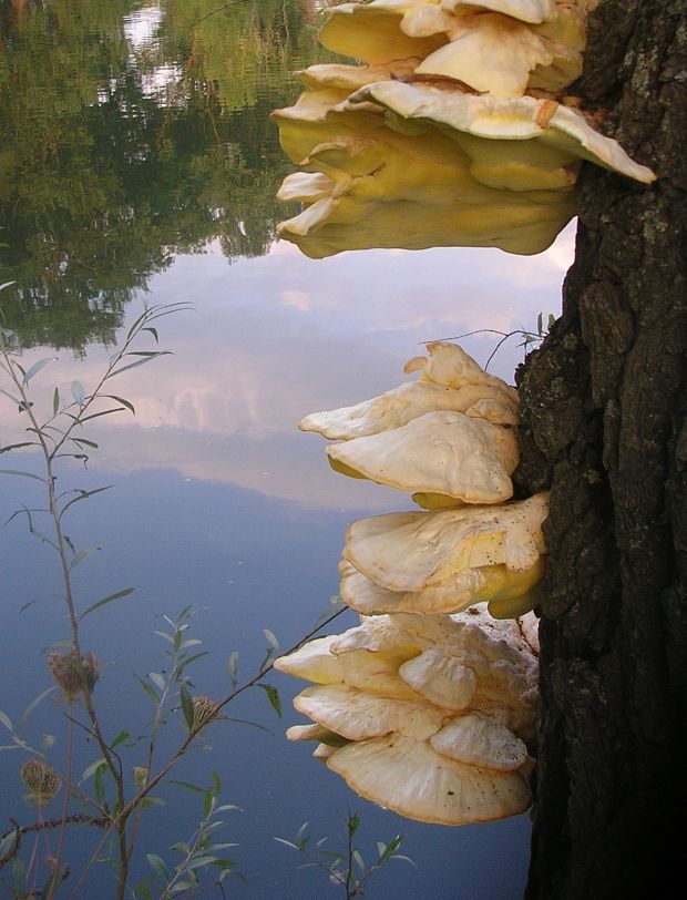 sírovec obyčajný Laetiporus sulphureus (Bull.) Murrill