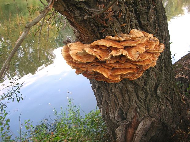 sírovec obyčajný Laetiporus sulphureus (Bull.) Murrill