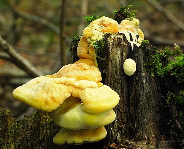 sírovec obyčajný-sírovec žlutooranžový Laetiporus sulphureus (Bull.) Murrill