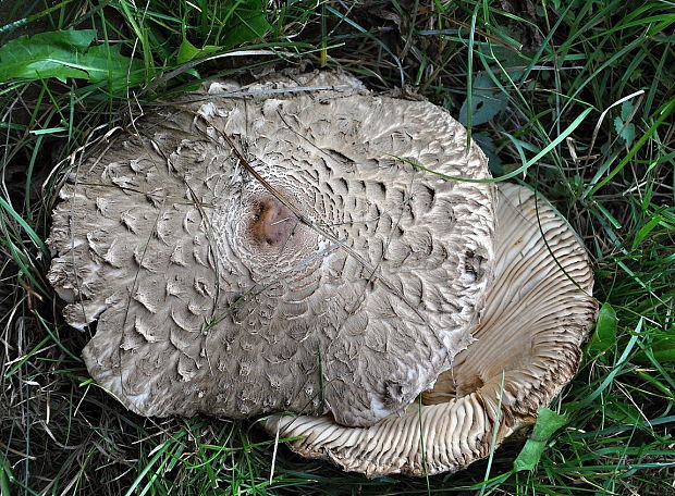 bedľa vysoká? Macrolepiota procera var. procera? (Scop.) Singer