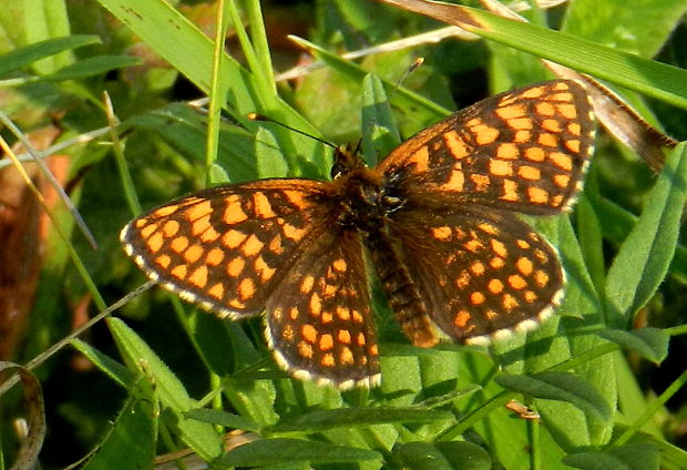 hnedáčik skorocelový Melitaea athalia