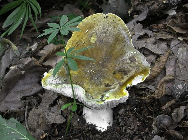 čírovka zelenohnedastá Tricholoma sejunctum (Sowerby) Quél.