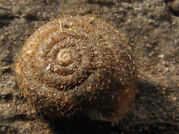 okruhlienka vlasatá Trochulus villosulus