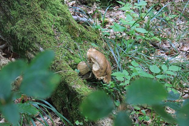 podhríb žlčový Tylopilus felleus (Bull.) P. Karst.