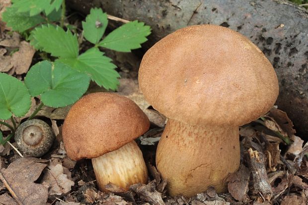 suchohríb moravský Aureoboletus moravicus (Václ. Vacek) Klofac