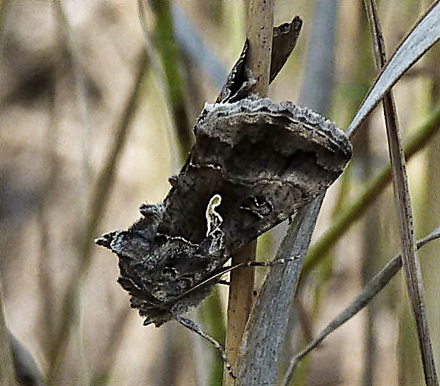 mora gama Autographa gamma Linnaeus, 1758