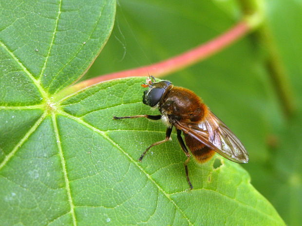 Cheilosia chrysocoma