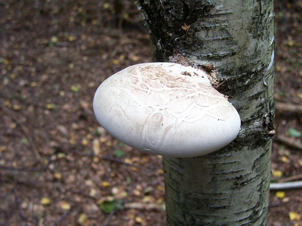 brezovník obyčajný Fomitopsis betulina (Bull.) B.K. Cui, M.L. Han & Y.C. Dai