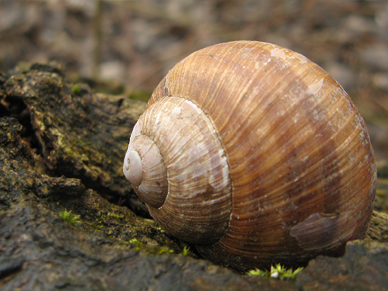 slimák záhradný Helix pomatia