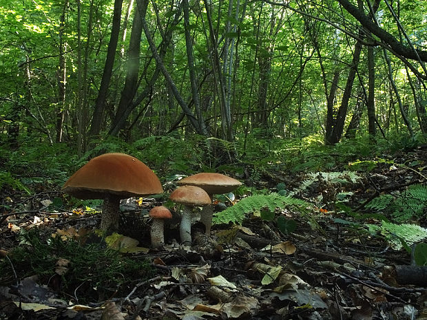 kozák dubový Leccinum aurantiacum (Bull.) Gray