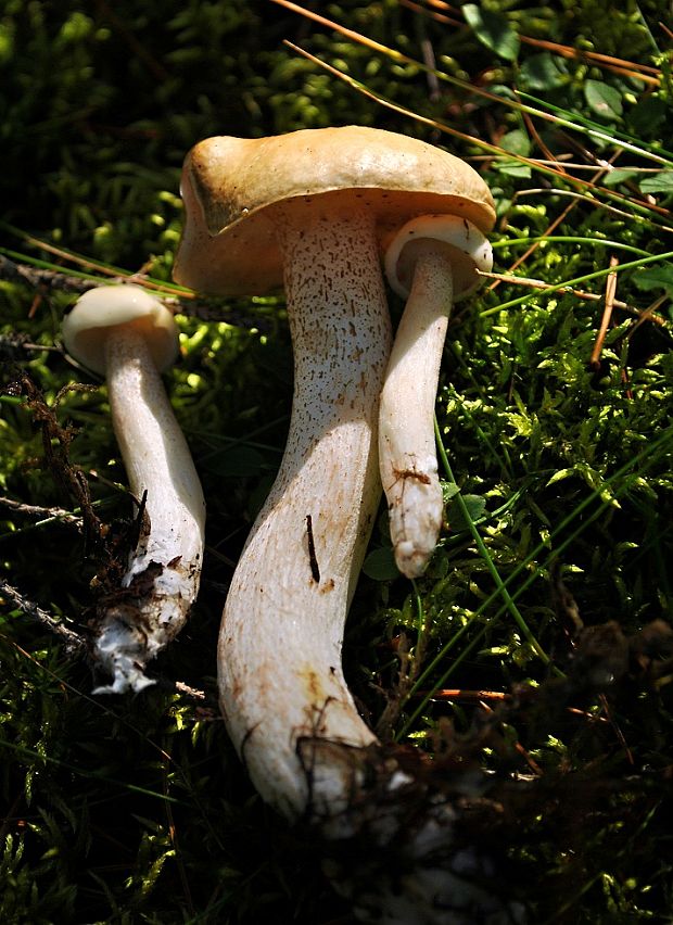 masliak biely Suillus placidus (Bonord.) Singer