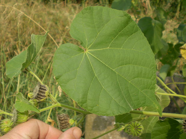 podslnečník theofrastov Abutilon theophrasti Medik.