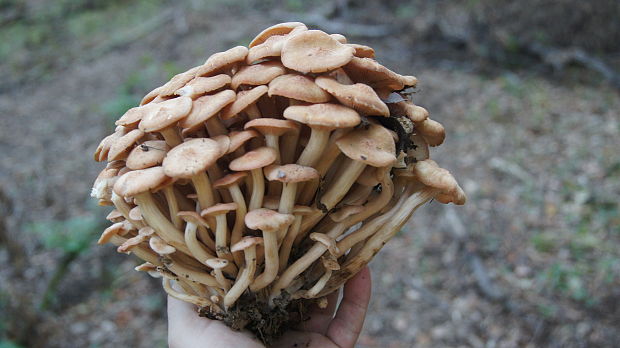 podpňovka Armillaria sp.