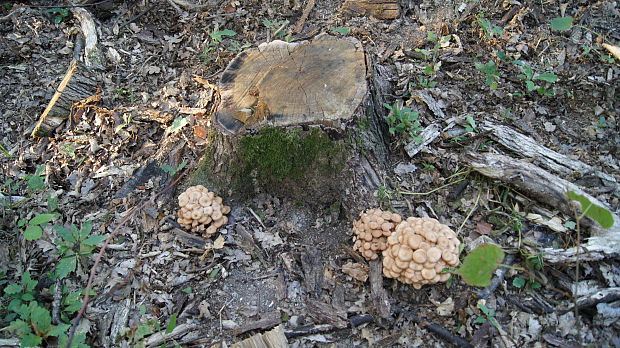 podpňovka Armillaria sp.