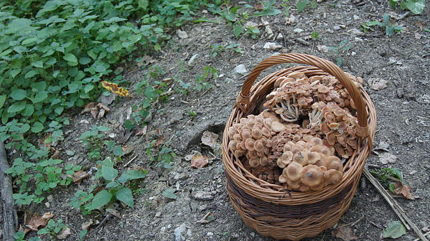 podpňovka Armillaria sp.