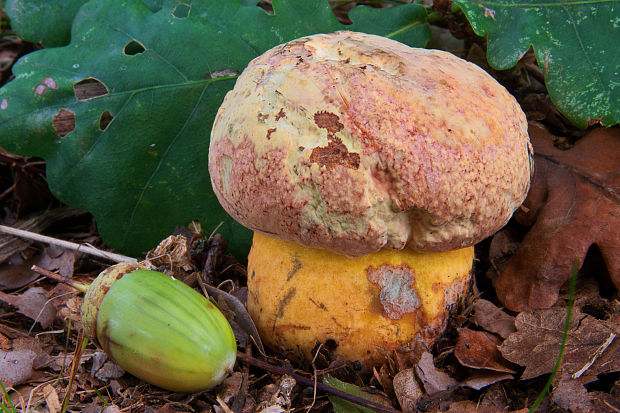 hríb žltonachový Boletus rhodopurpureus var. xanthopurpureus Vacek (1946)