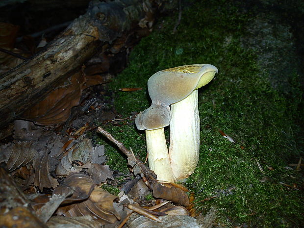 suchohríb plstnatý Boletus subtomentosus L.