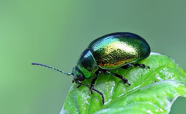 liskavka mätová Chrisolina herbacea