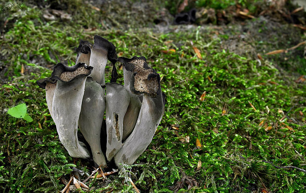 lievik trúbkovitý Craterellus cornucopioides (L.) Pers.