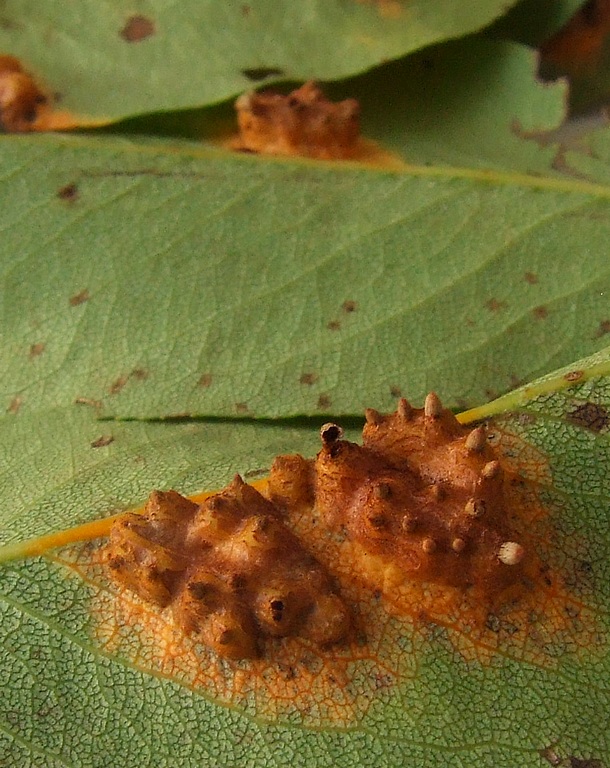 hrdzavka hrušková Gymnosporangium sabinae (Dicks.) G. Winter