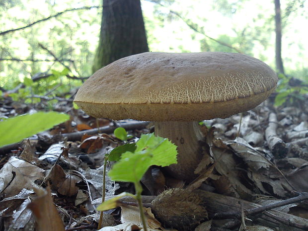 kozák hrabový Leccinum pseudoscabrum (Kallenb.) Šutara