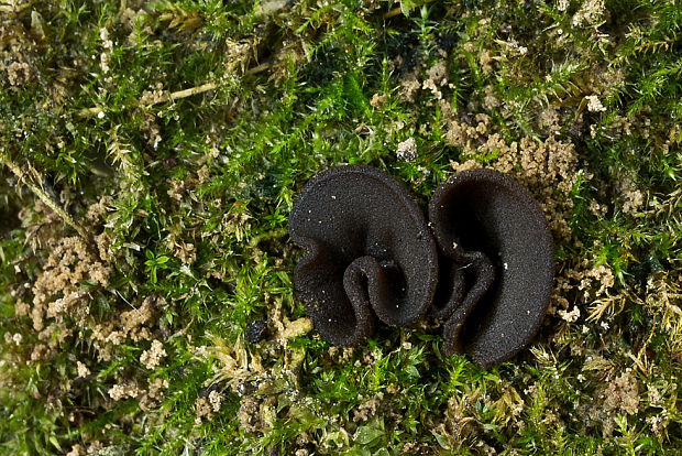 uško vŕbové Otidea apophysata (Cooke et W. Phillips) Sacc.