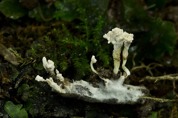 Paecilomyces sp.