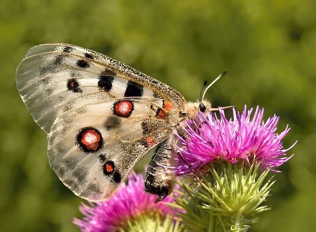 jasoň červenooký Parnassius apollo