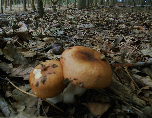 plávka hnedoolivová Russula cicatricata Romagn. ex Bon