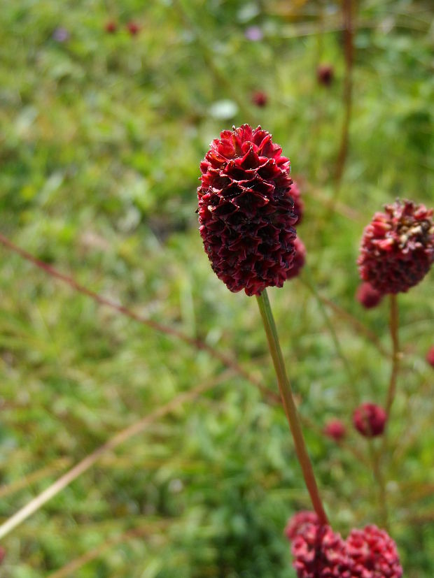 krvavec lekársky Sanguisorba officinalis L.