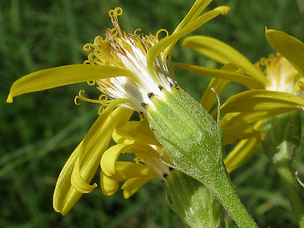 starček poriečny Senecio sarracenicus L.