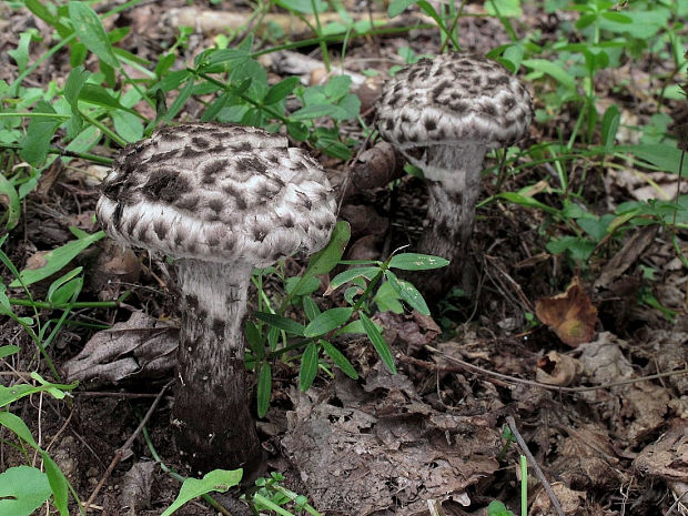 šiškovec šupinatý Strobilomyces strobilaceus (Scop.) Berk.