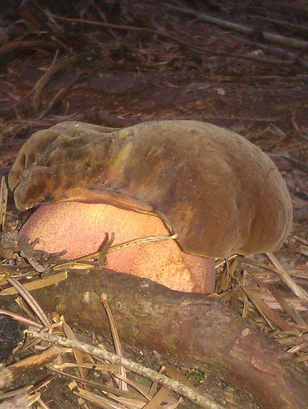 hríb zrnitohlúbikový Sutorius luridiformis (Rostk.) G. Wu & Zhu L. Yang