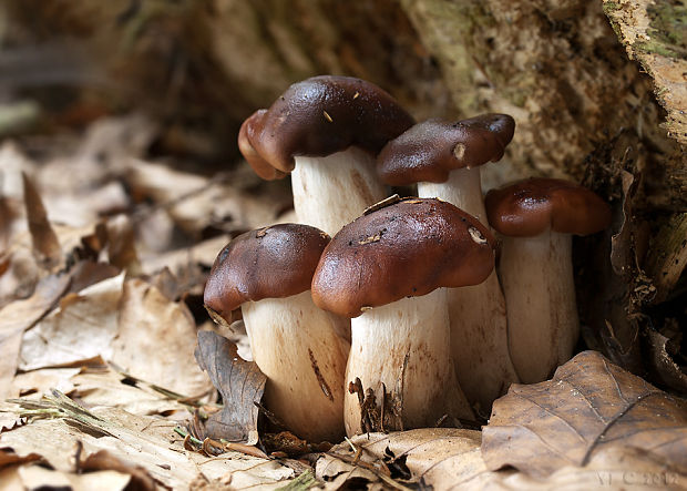 čírovka gaštanovohnedá Tricholoma ustale (Fr.) P. Kumm.