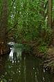 Potok v lesíku