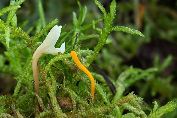 pakonárovka Clavulinopsis sp.