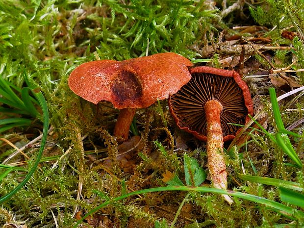 pavučinovec červenošupinatý Cortinarius bolaris (Pers.) Fr.