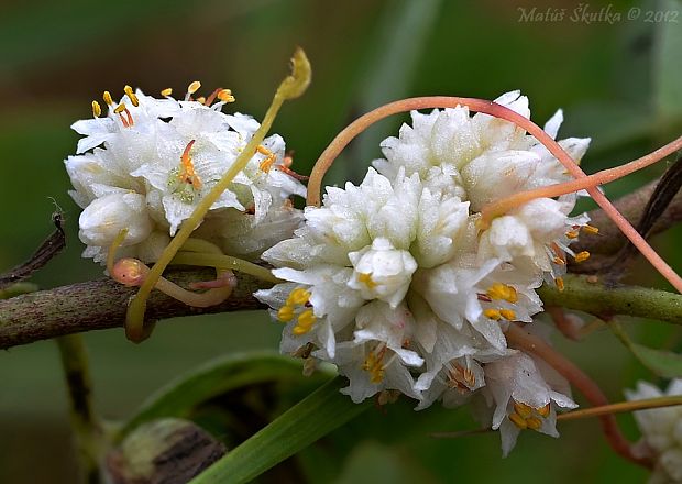 kukučina dúšková Cuscuta epithymum (L.) L.