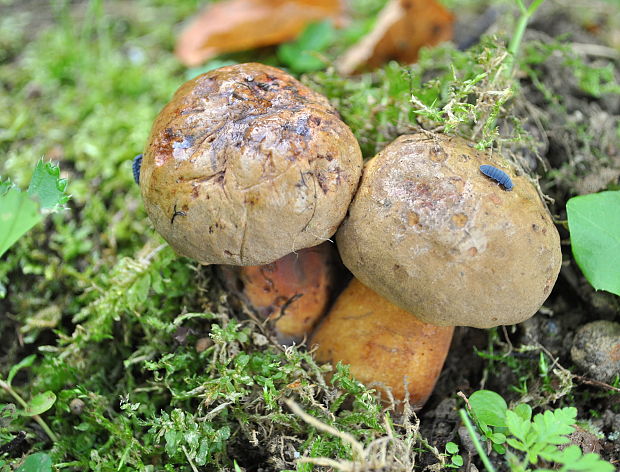 hríb modrejúci Cyanoboletus pulverulentus (Opat.) Gelardi, Vizzini & Simonini