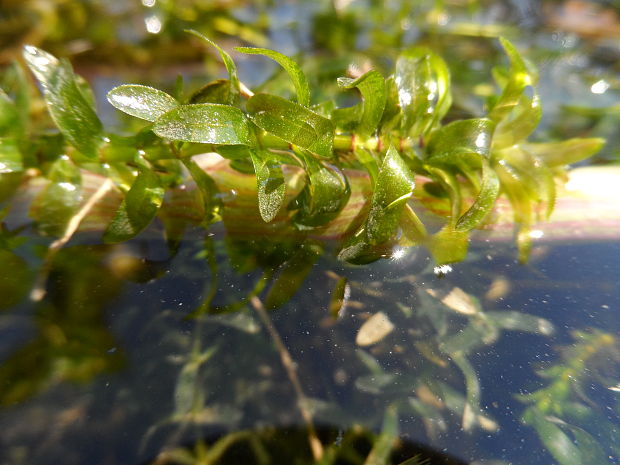 vodomor kanadský Elodea canadensis Michx.